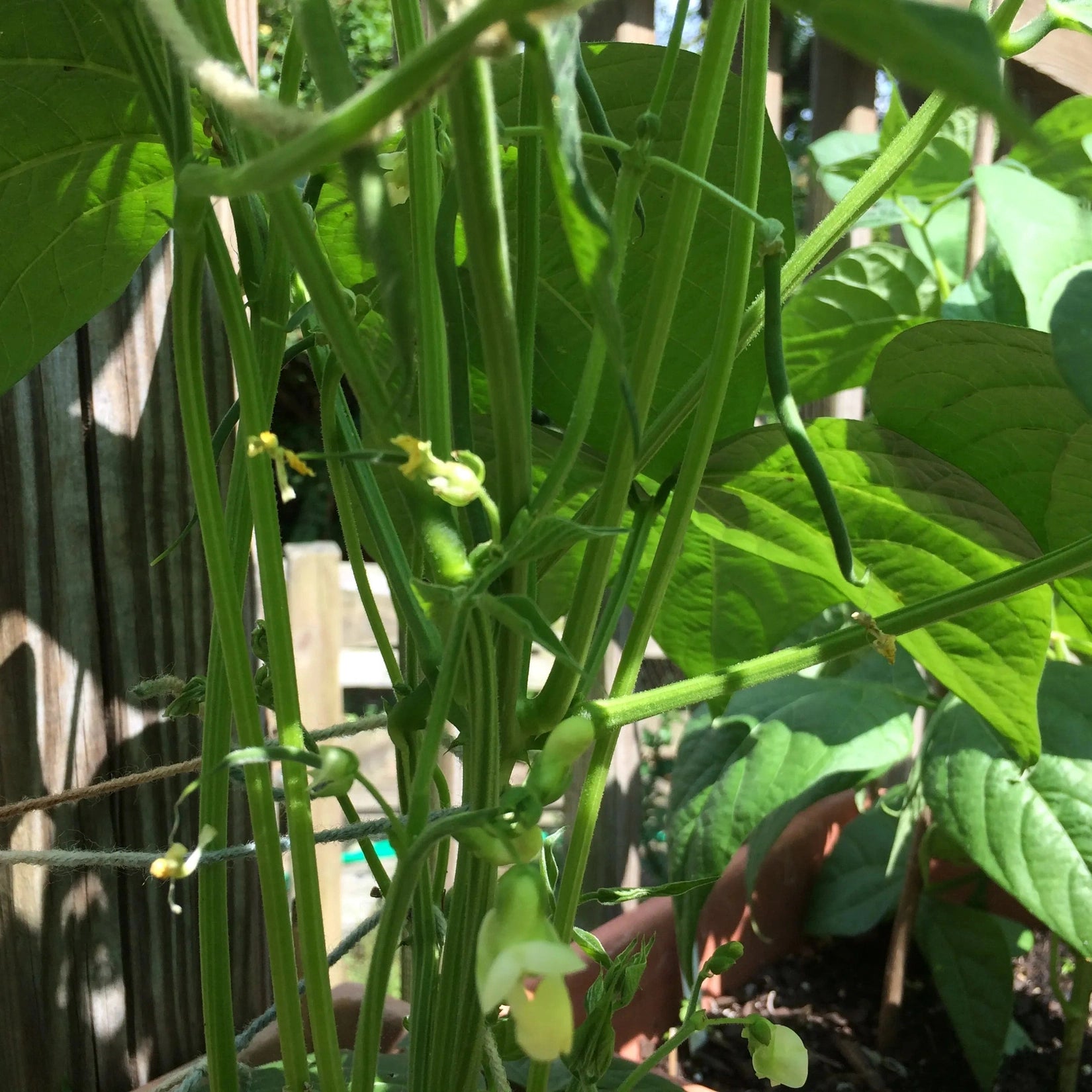 Seminte de Fasole Fideluta Urcatoare "Metro"