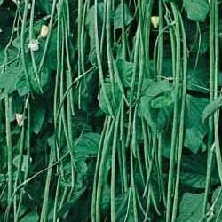 Seminte de Fasole Fideluta Urcatoare "Metro"