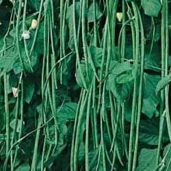 Semințe  de Fasole Fideluță Urcătoare "Metro" , 10 gr