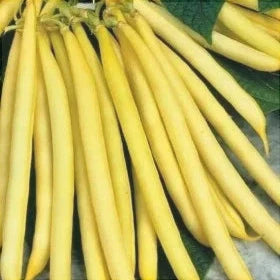 Seminte de Fasole Oloaga "Bergold", 100 gr