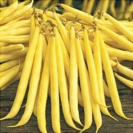 Semințe de Fasole Oloagă „Bergold”, 100 gr – semințe | Regatul Plantelor