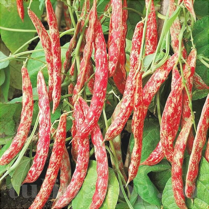 Seminte de Fasole Oloaga "Borlotto Red"