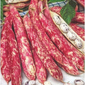 Seminte de Fasole Oloaga "Borlotto Red"