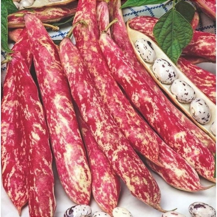 Seminte de Fasole Oloaga "Borlotto Red"