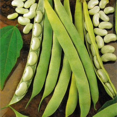 Seminte de Fasole Oloaga "Cannellino"