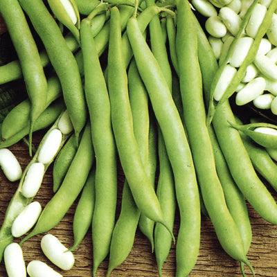Semințe de Fasole Oloagă „Cannellino”, 100g – semințe | Regatul Plantelor