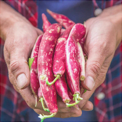 Semințe de Fasole Oloagă „Lingua di Fuoco”, 100g – semințe | Regatul Plantelor