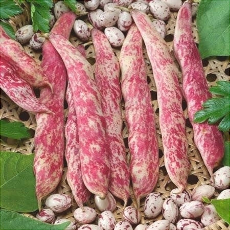 Semințe  de Fasole Oloagă "Lingua di Fuoco", 100g