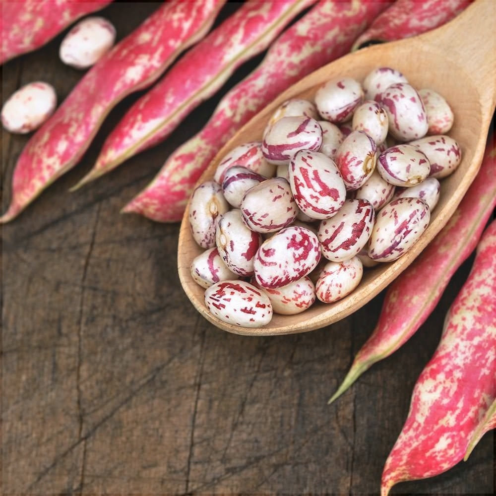 Seminte de Fasole Oloaga "Lingua di Fuoco"