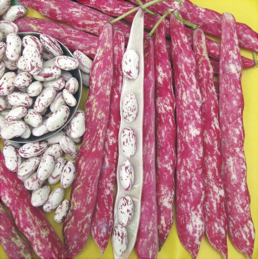 Seminte de Fasole Oloaga "Lingua di Fuoco"