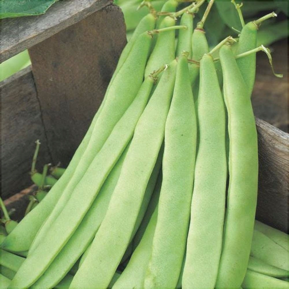 Seminte de Fasole Oloaga "Marconi"