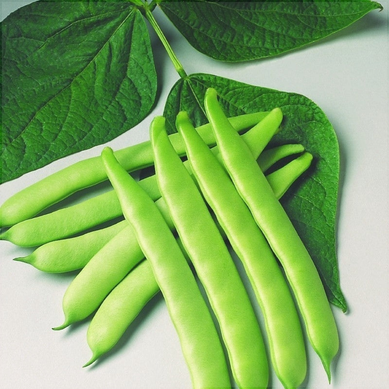 Seminte de Fasole Oloaga "Marconi"