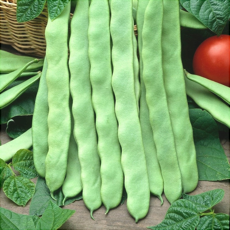 Seminte de Fasole Oloaga "Marconi"