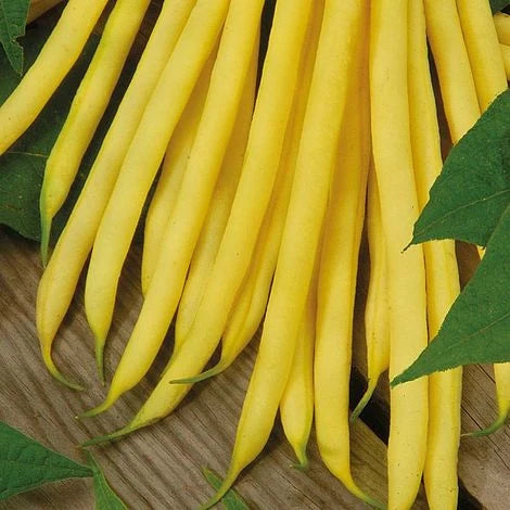 Semințe de Fasole Oloagă "Maxidor", 100 gr