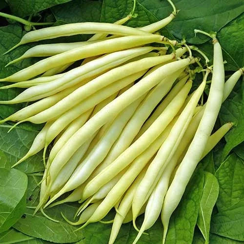 Semințe de Fasole Oloagă "Maxidor", 100 gr