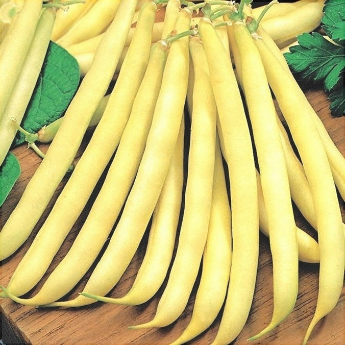 Seminte de Fasole Oloaga "Maxidor", 50 gr