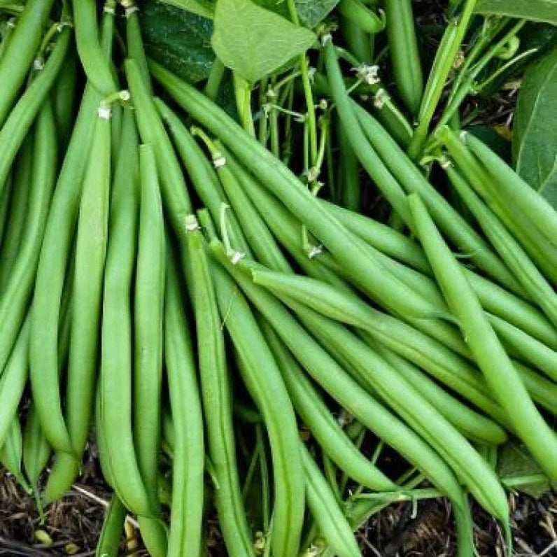 Seminte de Fasole Oloaga "Processor"