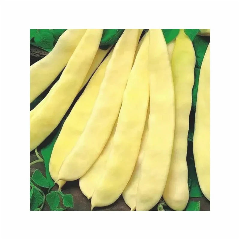 Seminte de Fasole Oloaga "Supernano Yellow", 15 gr