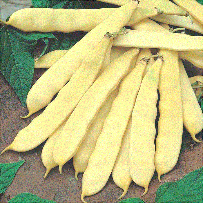 Seminte de Fasole Oloaga "Supernano Yellow", 15 gr