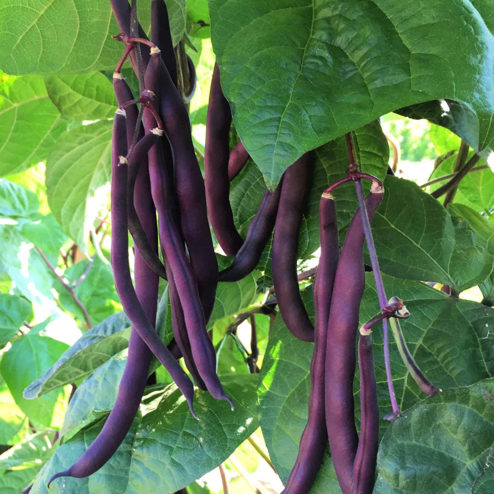 Seminte de Fasole Oloaga "Violetto"