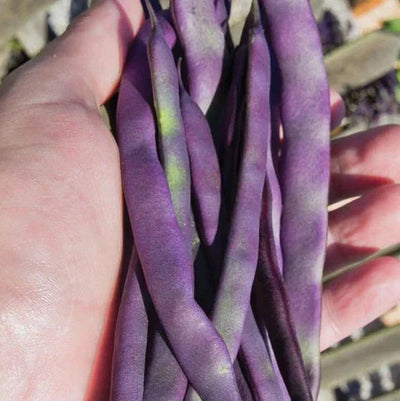 Semințe de Fasole Oloagă „Violetto”, 100g – semințe | Regatul Plantelor