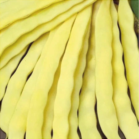 Seminte de Fasole Urcatoare "Albenghino"