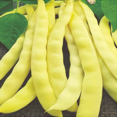 Semințe de Fasole Urcătoare „Albenghino”, 70g – semințe | Regatul Plantelor