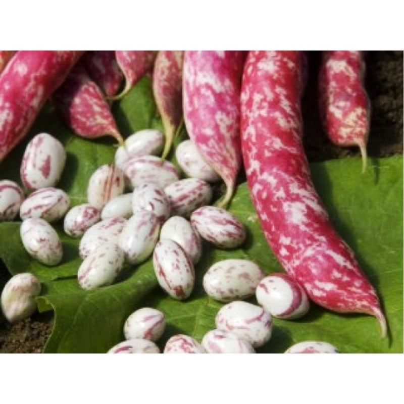 Seminte de Fasole Urcatoare "Borlotto Red"