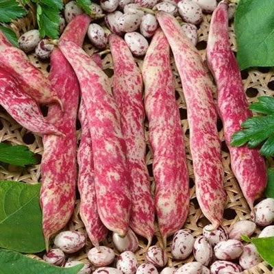 Semințe de Fasole Urcătoare „Borlotto Red”, 70 gr – semințe | Regatul Plantelor