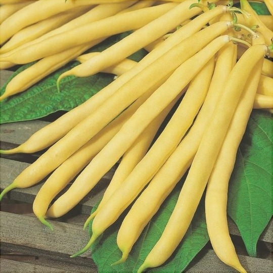 Seminte de Fasole Urcatoare "Kentucky Wonder Wax"
