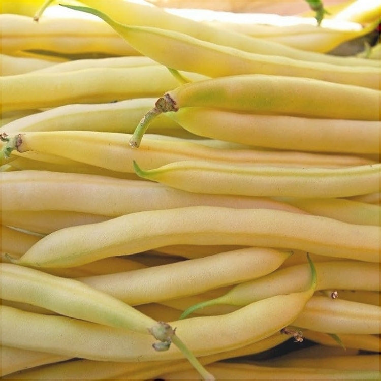 Seminte de Fasole Urcatoare "Kentucky Wonder Wax"