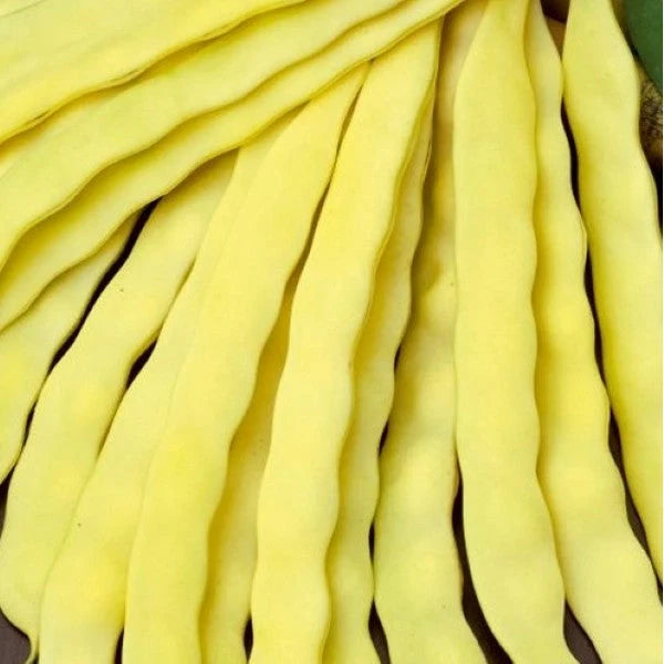 Semințe de Fasole Urcătoare "Meraviglia di Venezia" , 50 gr