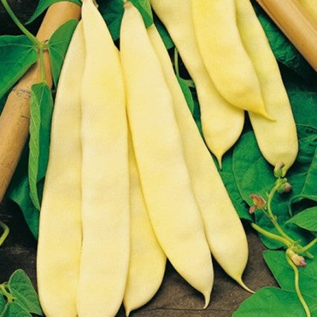 Seminte de Fasole Urcatoare "Meraviglia di Venezia"