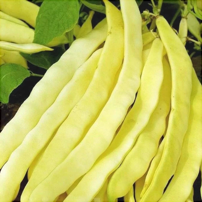 Semințe de Fasole Urcătoare "Meraviglia di Venezia" , 50 gr