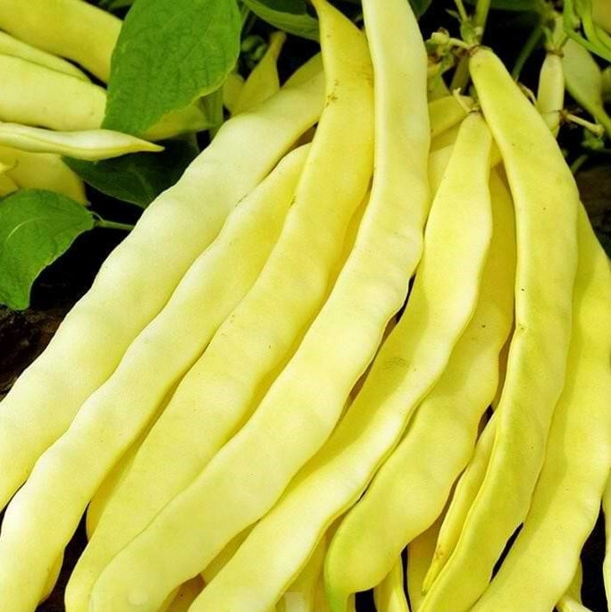 Seminte de Fasole Urcatoare "Meraviglia di Venezia"