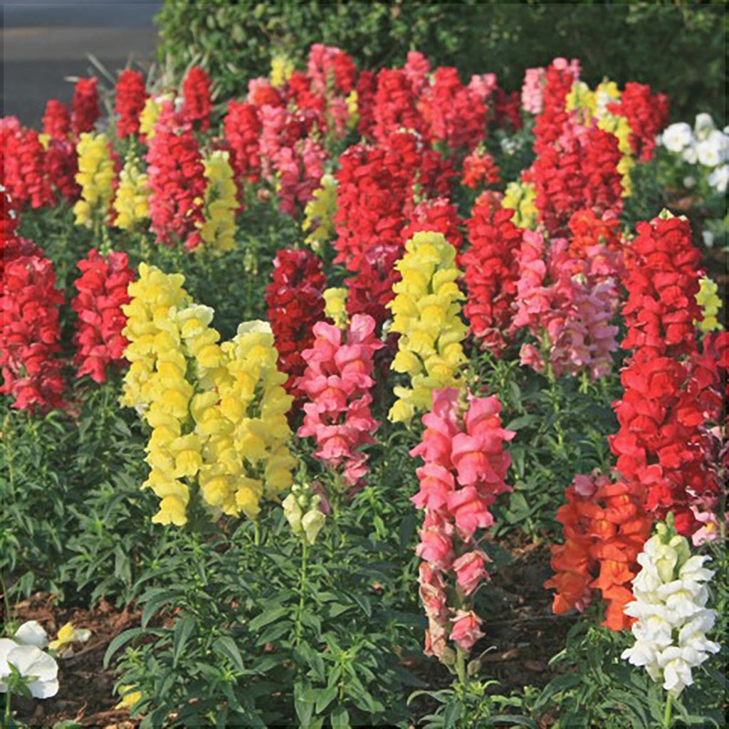 Seminte de Gura Leului Pitic Melanj, 0.7 gr