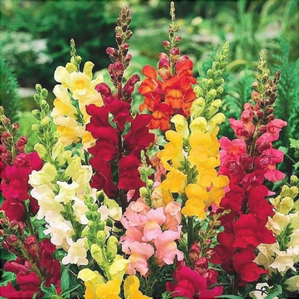 Seminte de Gura Leului Pitic Melanj, 0.7 gr