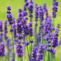 Seminte de Lavanda, 0.3 gr