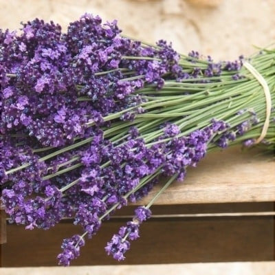 Seminte de Lavanda, 0.3 gr
