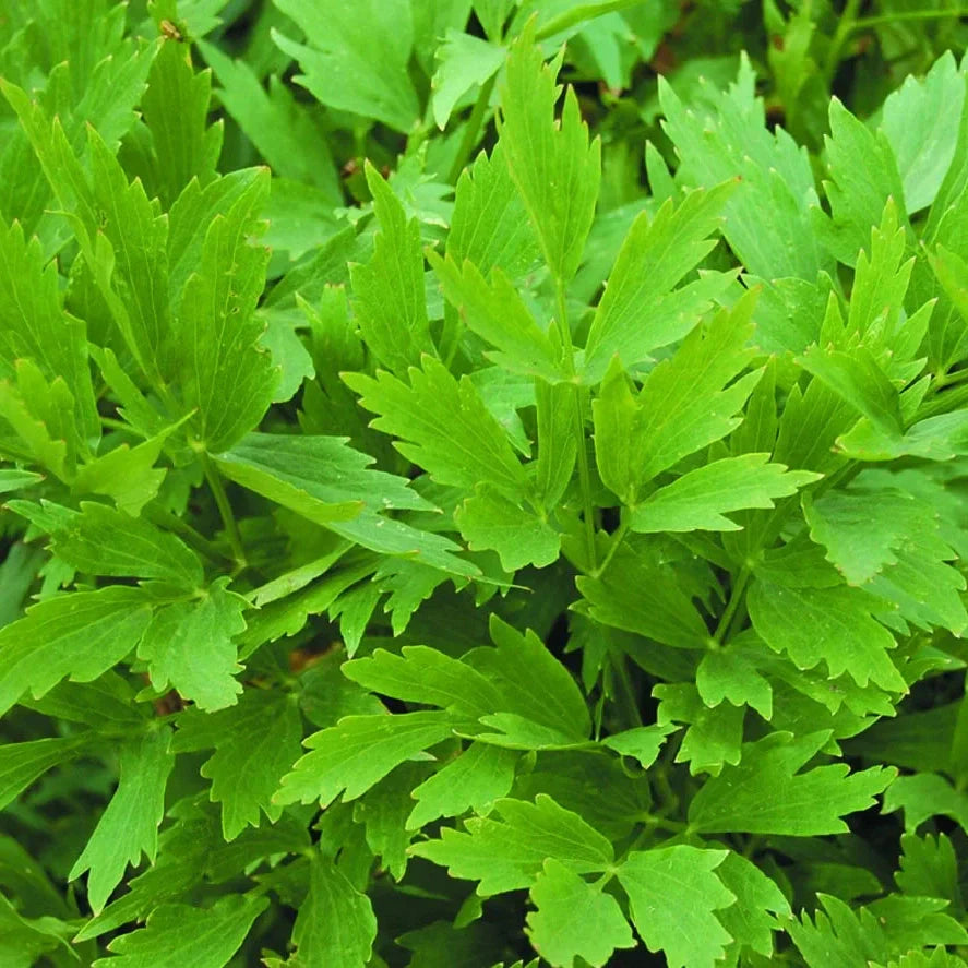 Seminte de Leustean, 6 gr