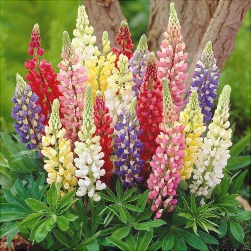 Seminte de Lupin Peren, 0.5 gr