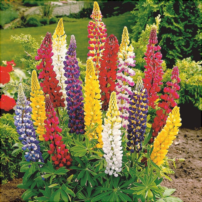 Seminte de Lupin Peren, 0.5 gr