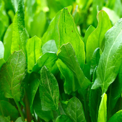 Semințe de Măcriș, 1.5 gr – semințe | Regatul Plantelor
