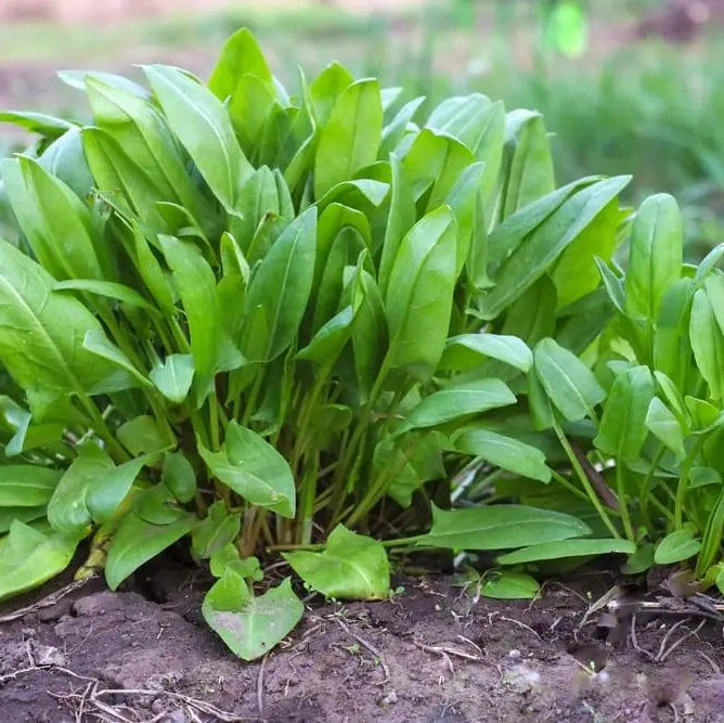 Seminte de Macris, 1.5 gr