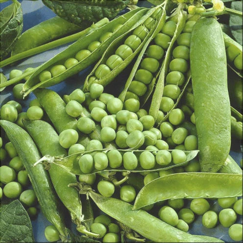 Semințe de Mazăre "Kelvedon Wonder" , 20g