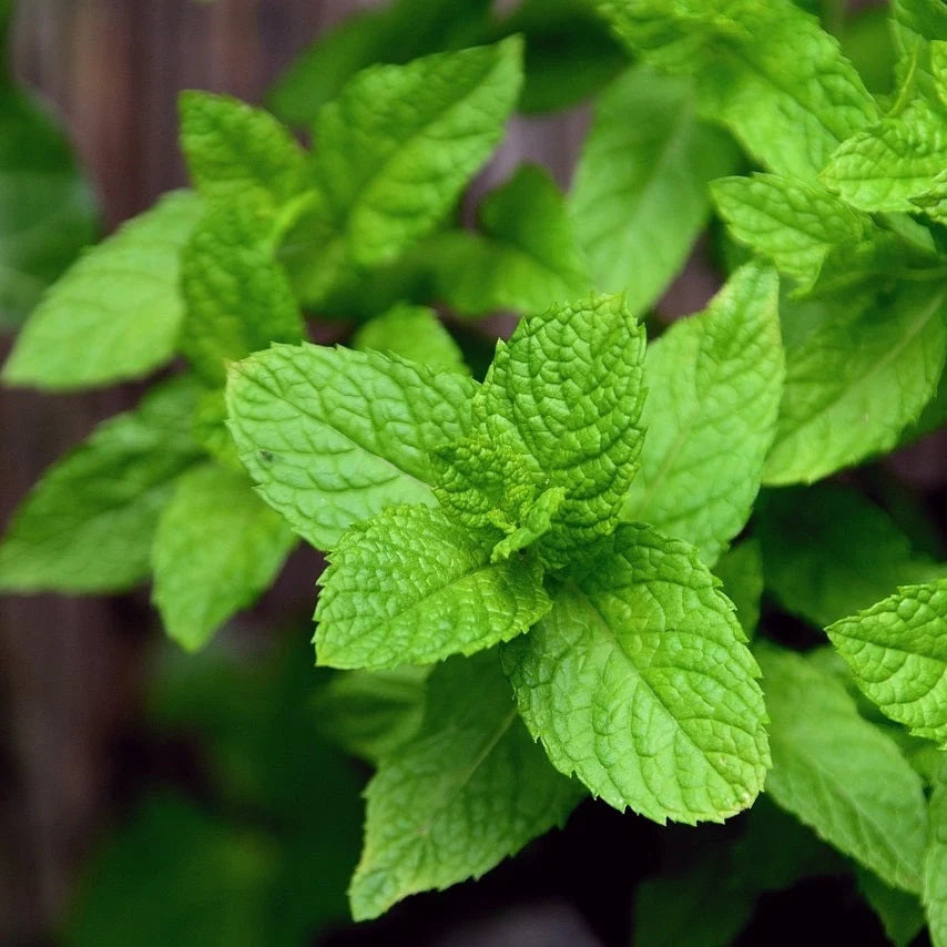 Semințe de Mentă , 0,1g