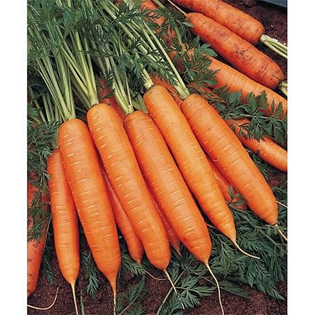 Semințe de Morcovi "Berlicum", 5g