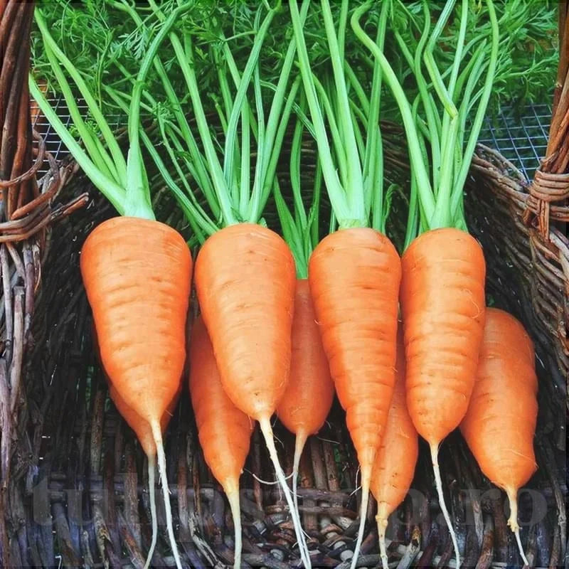 Semințe de Morcovi "Chantenay Red Core", 5g