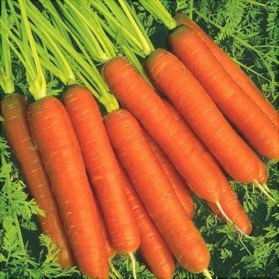 Semințe de Morcovi Hibrid „Bashra”,6 gr – semințe | Regatul Plantelor