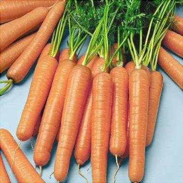 Seminte de Morcovi "Nantes", 5g